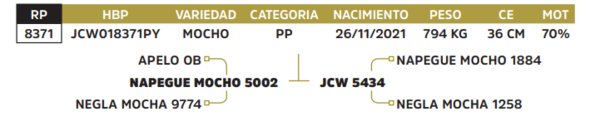 Lote LOTE 43