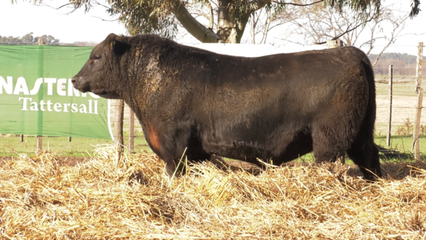 Lote TOROS PUROS DE PEDIGREE