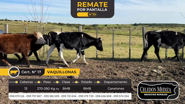 Lote 13 Vaquillonas  en Canelones