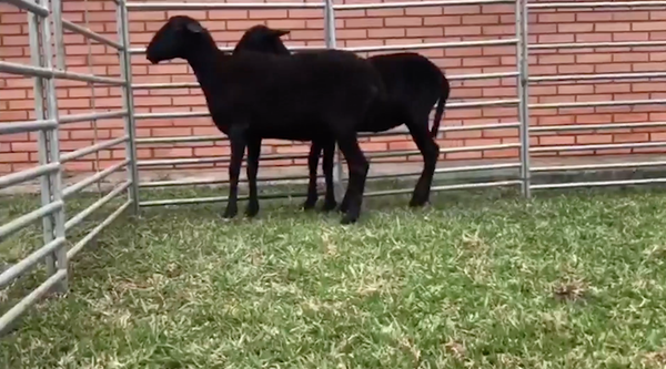 Lote 2 Hembra M1 a remate en 1° Feria Online APCO Dorper y Santa Inés en Ypacarai