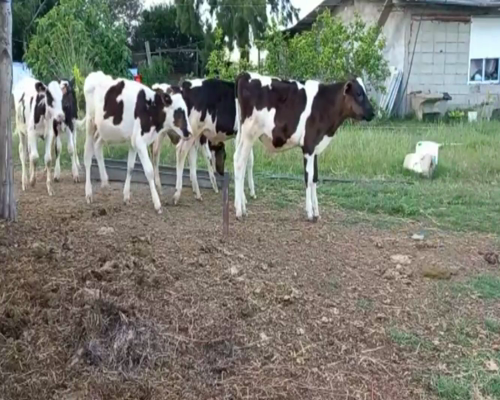 Lote Terneros