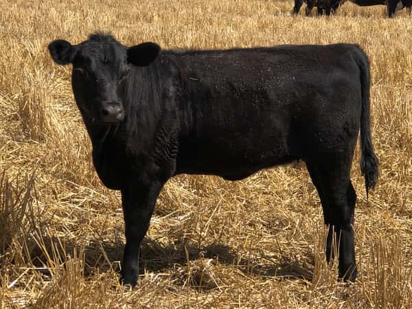 Lote 140 Terneros/as en Buenos Aires, Tres Arroyos