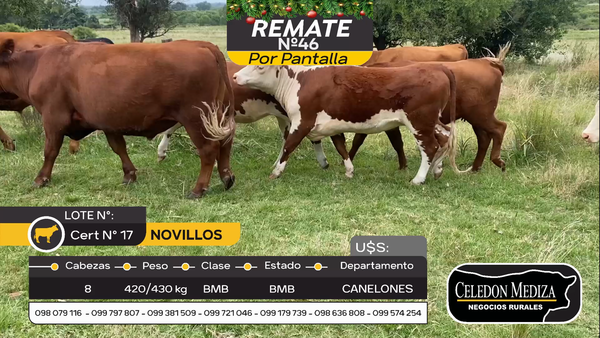 Lote 8 Novillos y vaquillonas 1 a 2 años en Otra Localidad, Canelones