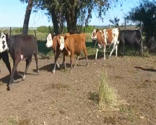 Lote Terneras