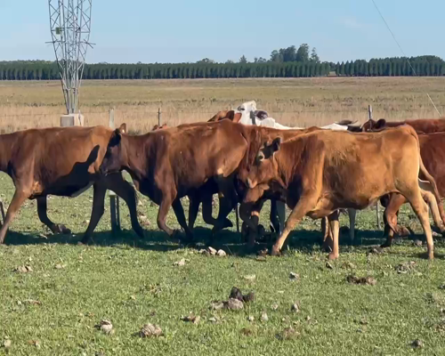 Lote 35 Vacas de invernar en Ituzaingó, Corrientes