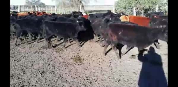 Lote 50 Terneras en Villaguay, Entre Ríos