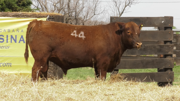 Lote TOROS ANGUS PURO CONTROLADO