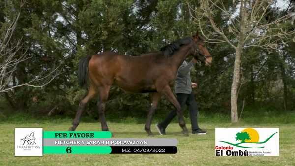 Lote PER FAVORE
