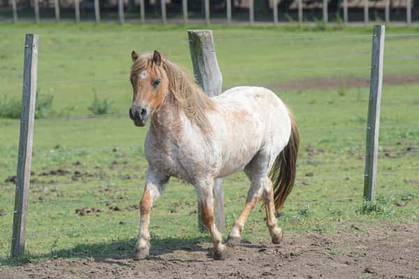 Lote Rosita