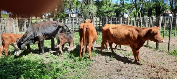 Lote 6 Vacas en Gral. Lamadrid, Buenos Aires
