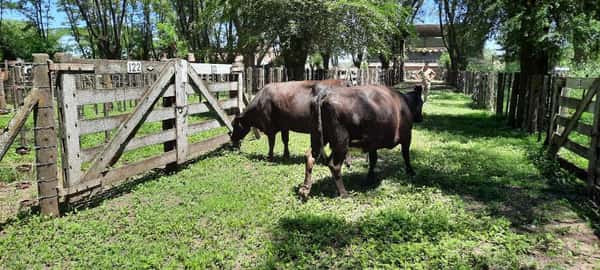 Lote 2 Vacas en Gral. Lamadrid, Buenos Aires