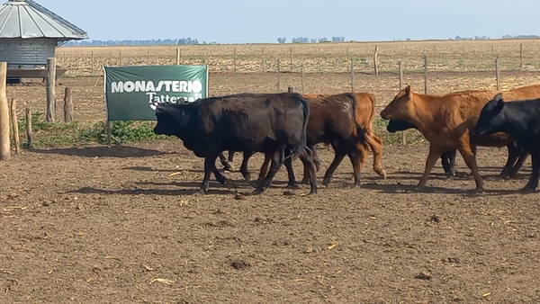 Lote 100 Terneras A TÉRMINO en Bolivar