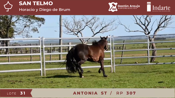 Lote ANTONIA ST