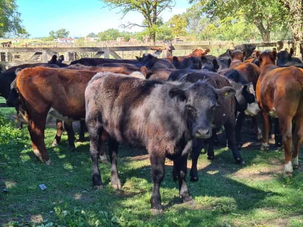 Lote 29 Novillitos en Gral. Lamadrid, Buenos Aires