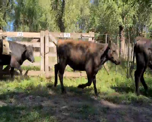 Lote 29 Novillitos en Gral. Lamadrid, Buenos Aires