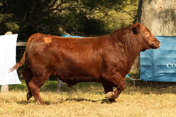 Lote CABAÑA COEMBOTÁ: RP 238