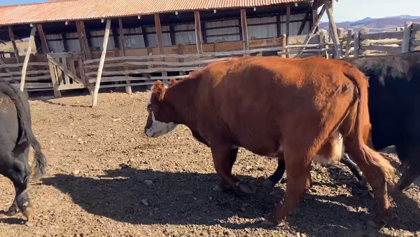 Lote 36 Vaca Gorda en Coyhaique, XI Región Aysén