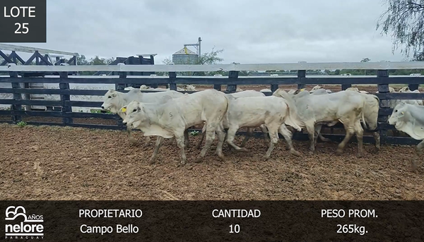 Lote LOTE 25