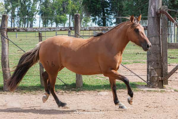 Lote BURGUESA 616 DE LA CASILLA