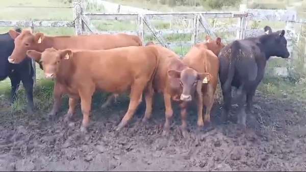 Lote TERNEROS Y TERNERAS