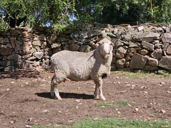 Lote Carneros a remate en Subasta Online - Nambi Guasu, Lavalleja