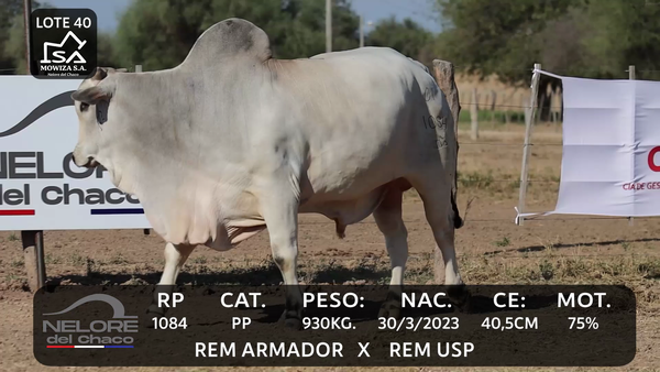 Lote LOTE 40