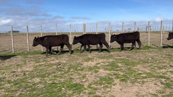 Lote 218 Vaquillonas 1 a 2 años en Costas de Ayala, Treinta y Tres