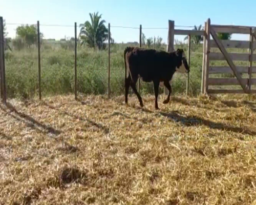 Lote Terneras