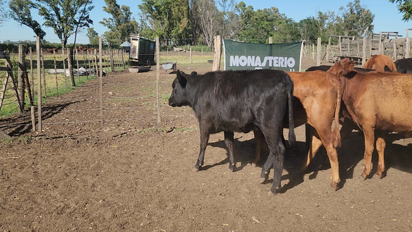 Lote 64 Terneros/as en Bolivar