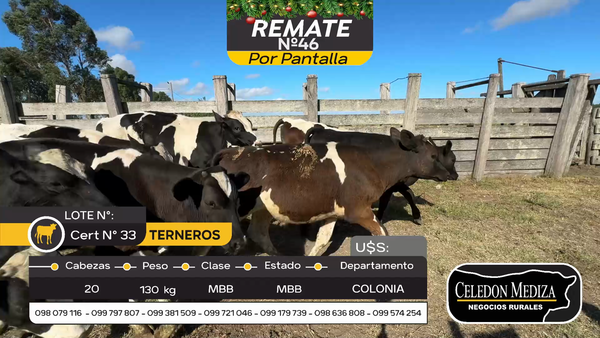 Lote 20 Terneros en Tarariras, Colonia