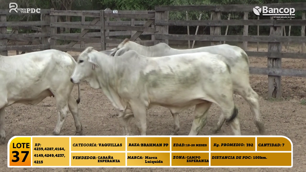 Lote 7 Vaquillas BRAHMAN PP a remate en Viernes 30 de mayo- Remates PDC, Boquerón