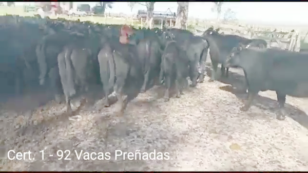 Lote (Vendido)92 Vacas preñadas 90 ANGUS /  2RA /  a remate en PANTALLA COCO MORALES 405kg -  en PARAJE RINCON DE PEREZ, RUTA 26 KM 80, A 96 KM DE PAYSANDU Y A 165KM DE TACUAREMBÓ.