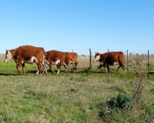 Lote Terneros/as Polled Hereford y Hereford en Olavarria, PBA.-