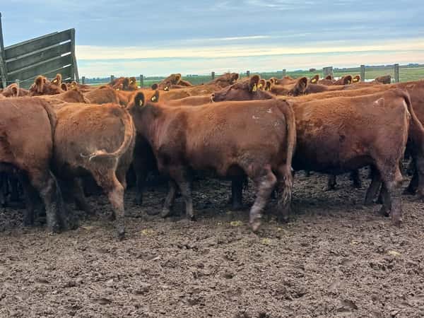 Lote 60 Vaquillonas C/ gtia de preñez