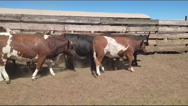 Lote 20 Vaquilla Gorda en Los Ángeles, VIII Región Biobío