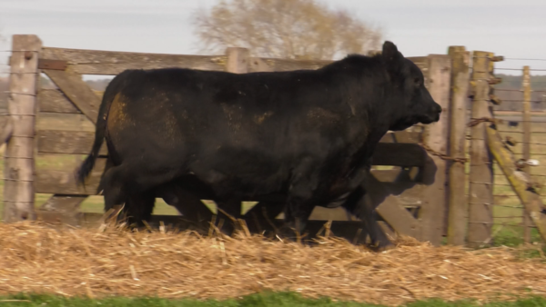 Lote TOROS PUROS POR CRUZA