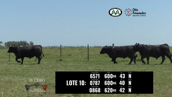 Lote 3 Toros a remate en El Ceibo - Angus, Artigas