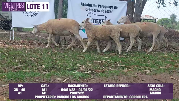 Lote LOTE 11