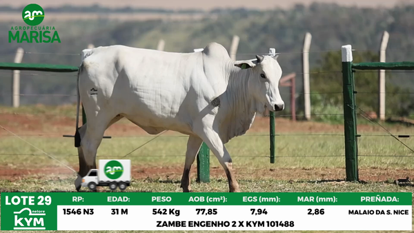 Lote Lote 29