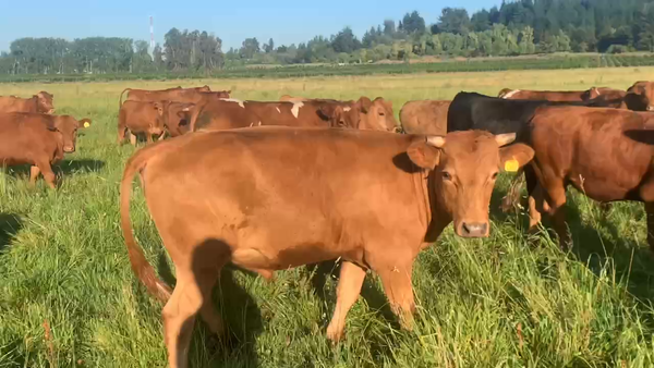 Lote 60 Novillo Engorda en Colbún, VII  Región Maule