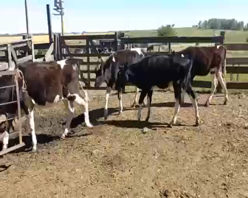 Lote Terneras
