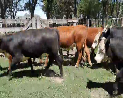 Lote 46 Vaquillonas en Gral. Lamadrid, Buenos Aires