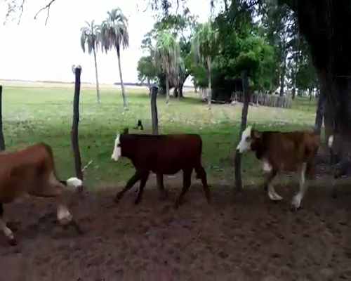 Lote 145 Terneros en San Roque, Corrientes