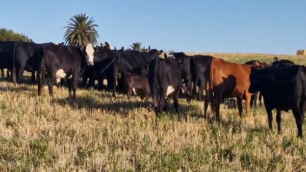 Lote 24 Vaquillonas y Vacas a remate en Pantalla Camy, San José