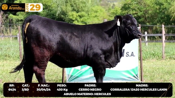 Lote LOTE 29
