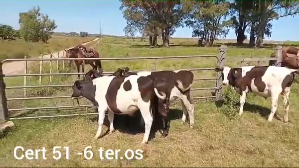 Lote TERNEROS