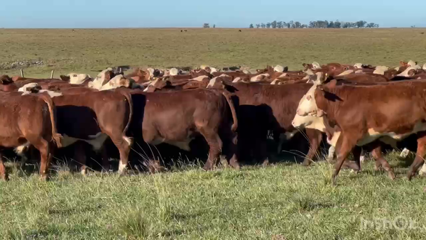 Lote 260 Terneros