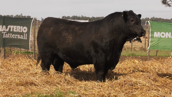 Lote TOROS PUROS POR CRUZA