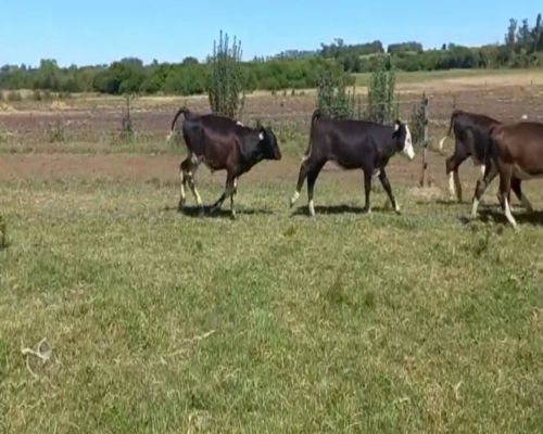 Lote Terneros y Terneras