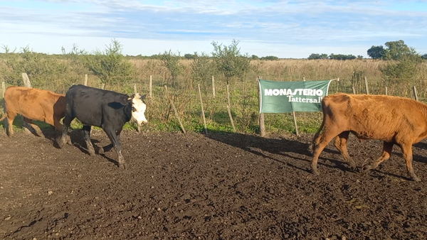 Lote 55 Novillitos  EN IBICUY ENTRE RIOS